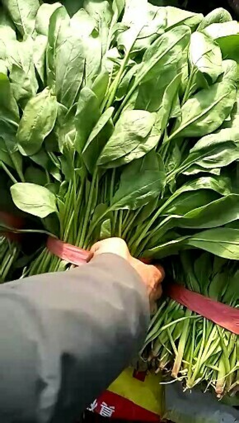 杆菠菜，