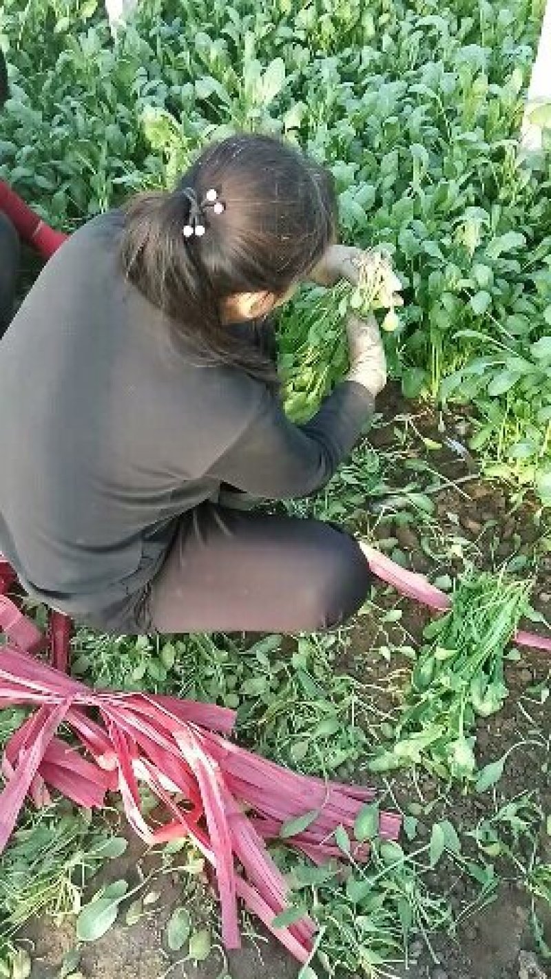 杆菠菜，