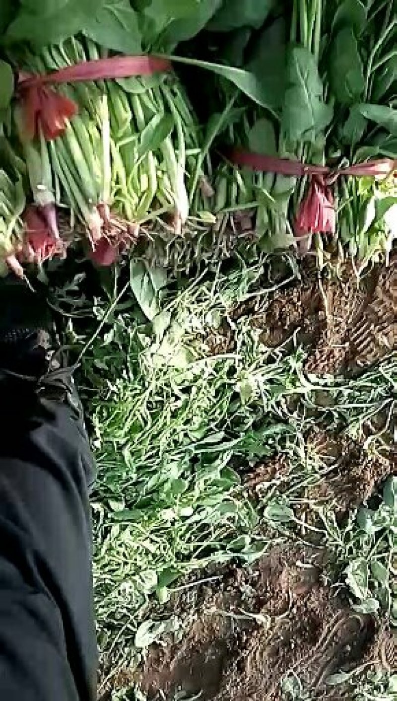 杆菠菜，