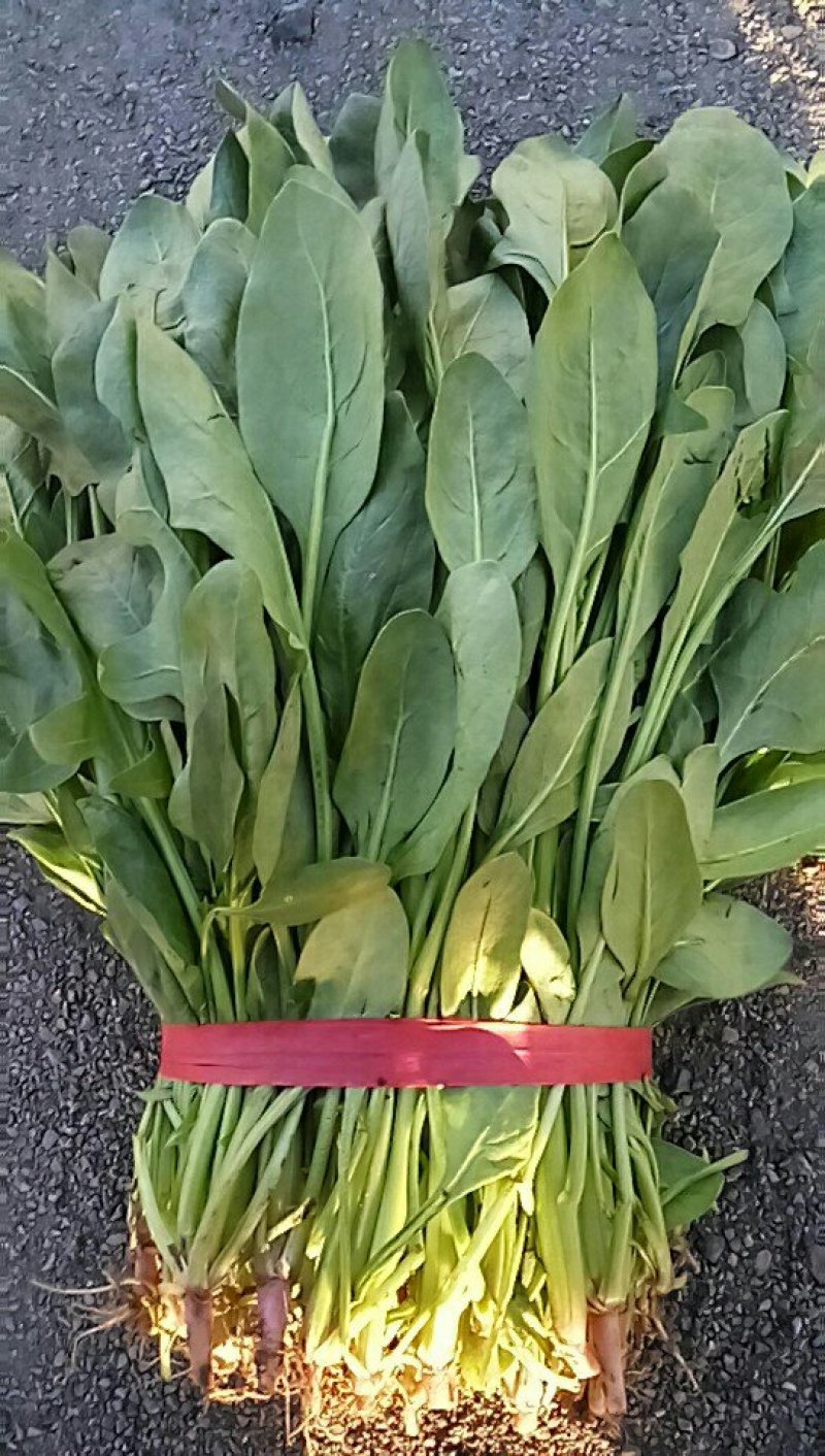 杆菠菜，