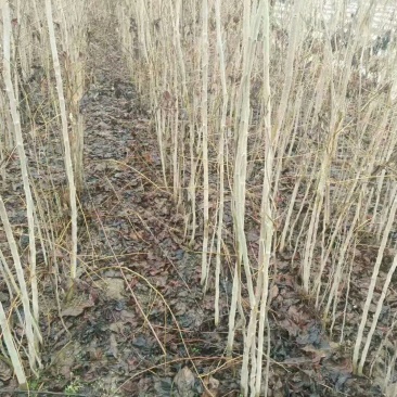 大量供应红叶李，大叶女贞，各种风景树木，