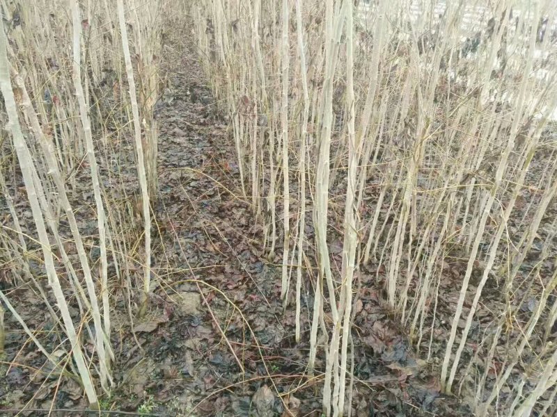 大量供应红叶李，大叶女贞，各种风景树木，