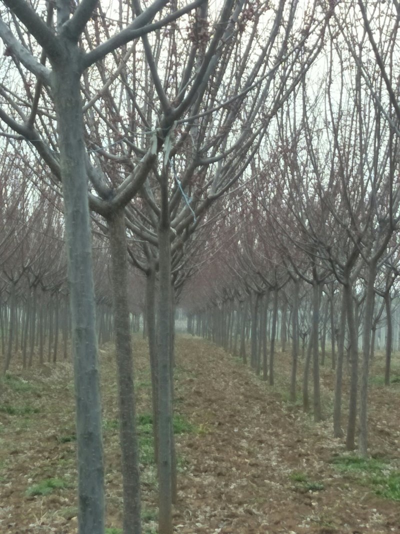 大量供应红叶李，大叶女贞，各种风景树木，