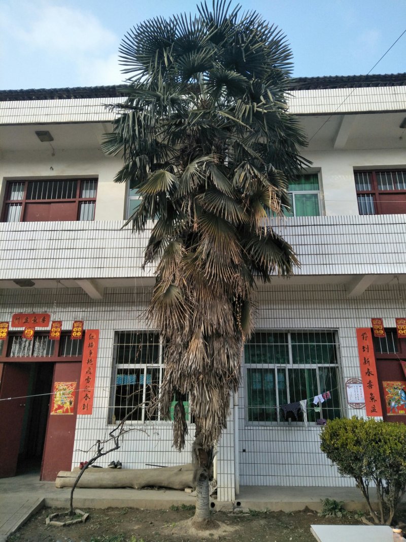 大量供应红叶李，大叶女贞，各种风景树木，