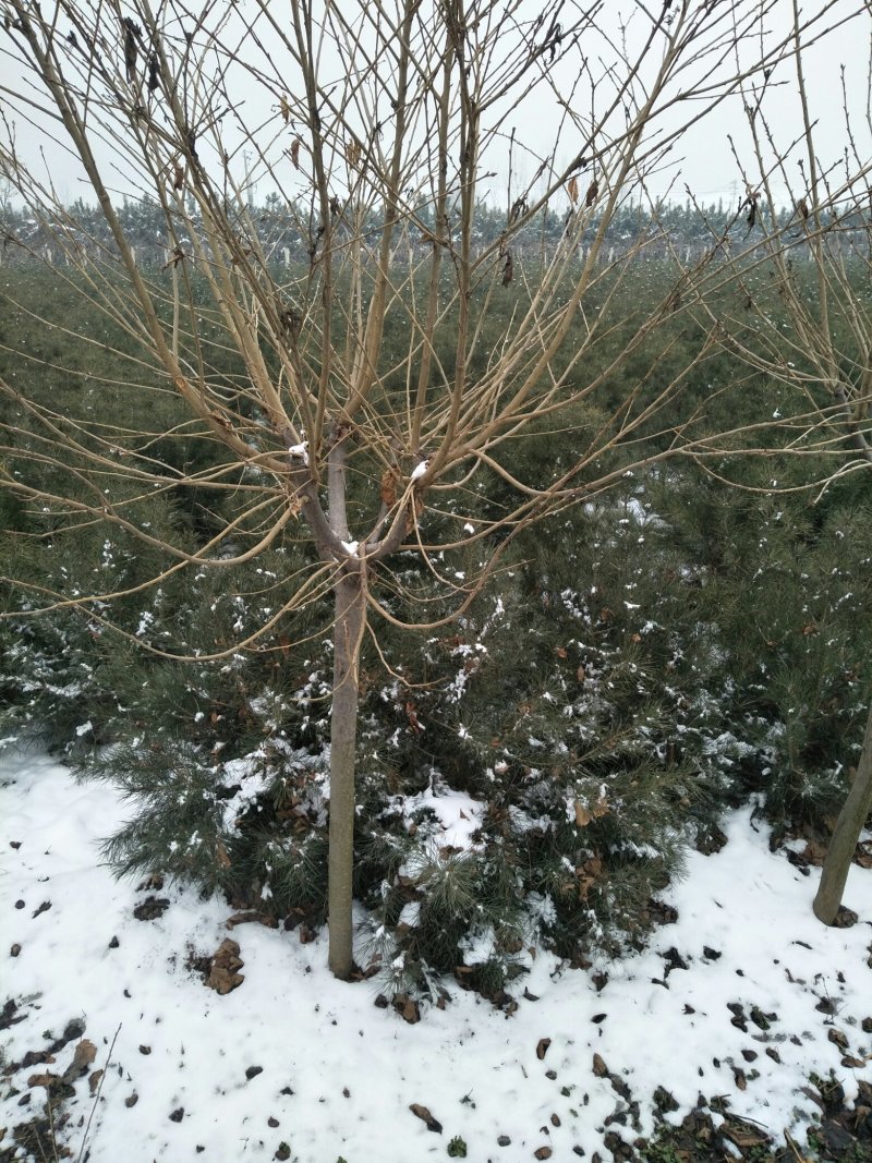 大量供应红叶李，大叶女贞，各种风景树木，