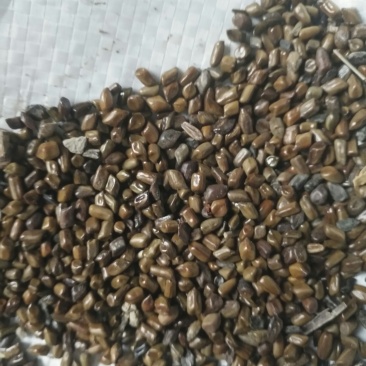 决明子，新货，陈货，都有，一手货源，质量好。