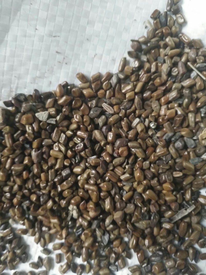 决明子，新货，陈货，都有，一手货源，质量好。