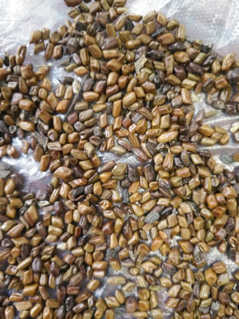 决明子，新货，陈货，都有，一手货源，质量好。
