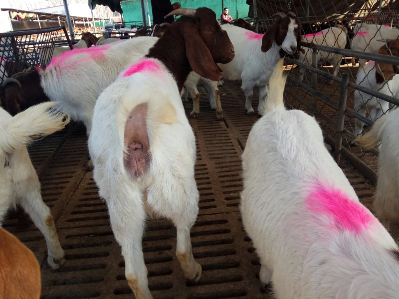 你还在网上寻找什么羊，奶羊波尔山羊，杜泊羊，湖羊吗