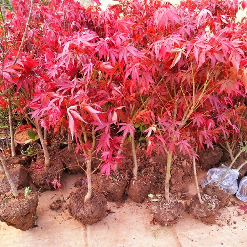 进口美国红枫，直接可以下单包邮，直接可以下单包邮到家