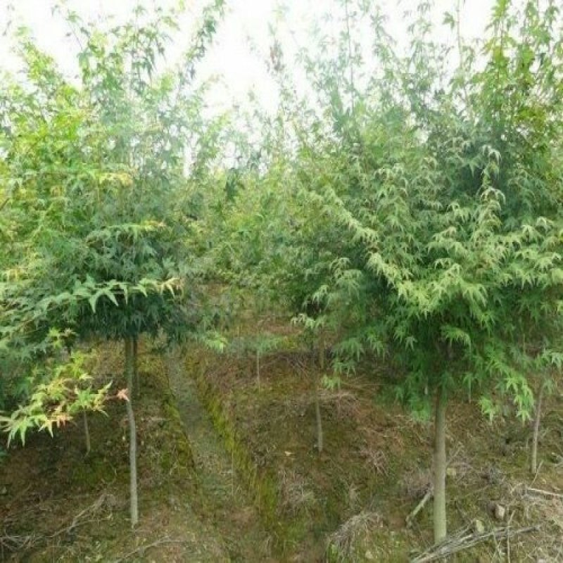 进口美国红枫，直接可以下单包邮，直接可以下单包邮到家