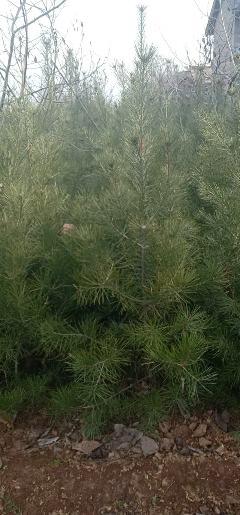 白皮松定植树