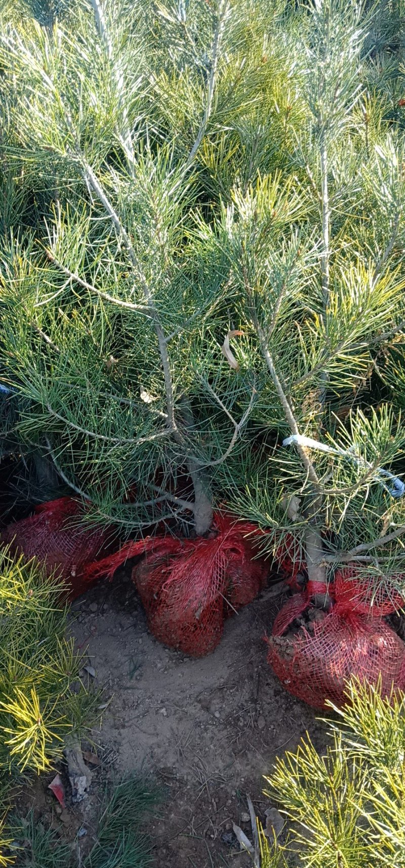 白皮松定植树