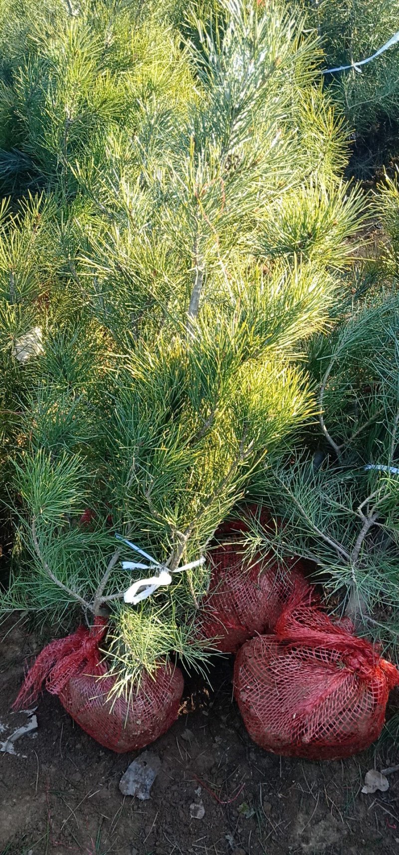 白皮松定植树