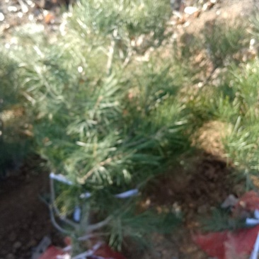 白皮松定植树