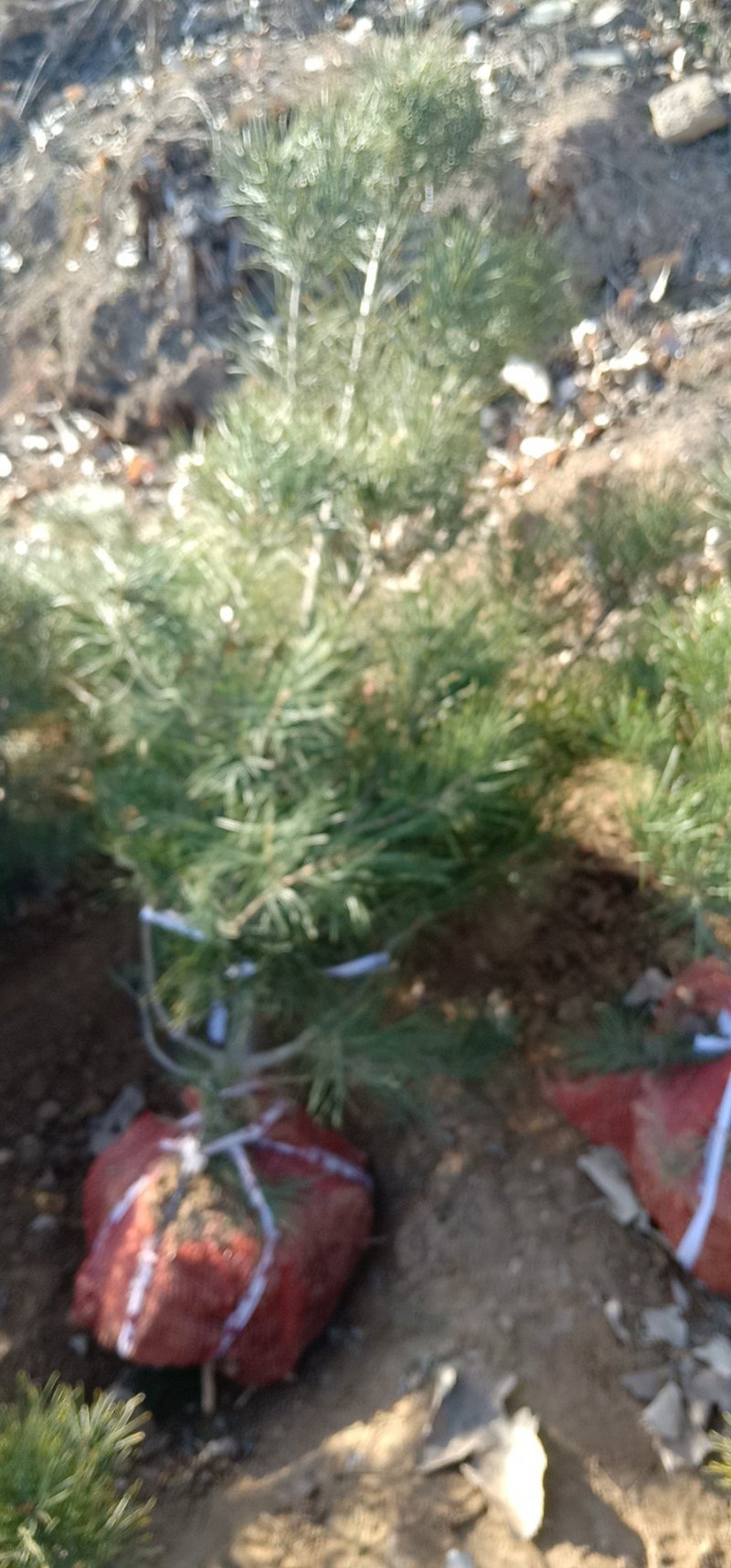 白皮松定植树