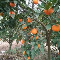 塔罗科血橙苗+塔罗科8号血橙苗柑橘苗种苗品质保证可签合同