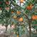 塔罗科血橙苗+塔罗科8号血橙苗柑橘苗种苗品质保证可签合同