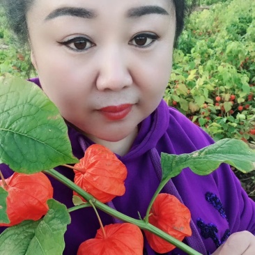 红菇娘根出售