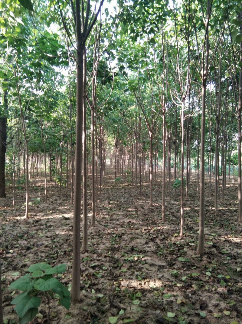 河南省淮阳县楸树梓树专供
