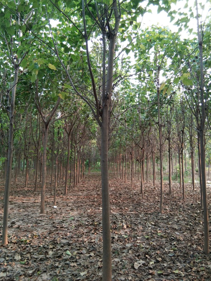 河南省淮阳县楸树梓树专供