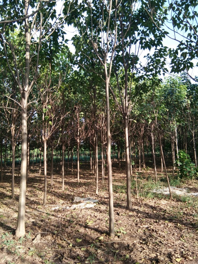 河南省淮阳县楸树梓树专供