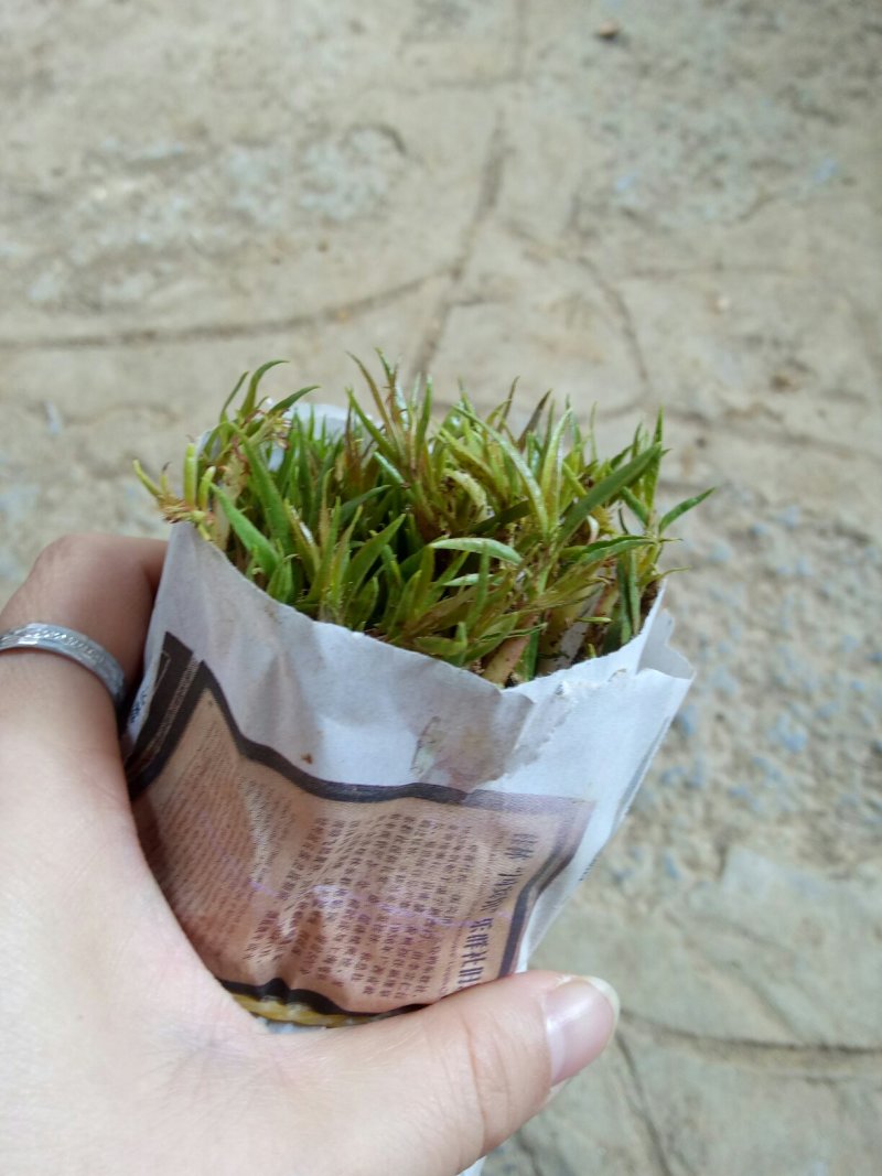 场地大量供应桃苗毛桃芽苗毛桃小苗包邮价‘