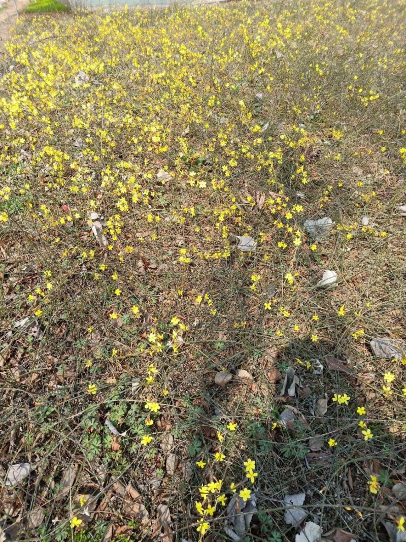迎春花迎夏距离色块苗迎春