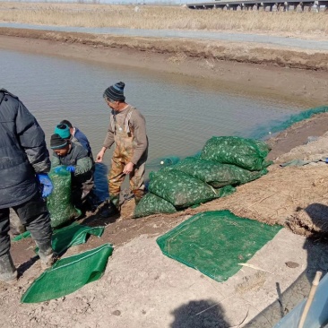 批发优质蟹苗扣蟹40头至三百头各种规格的扣蟹蟹苗规格齐全