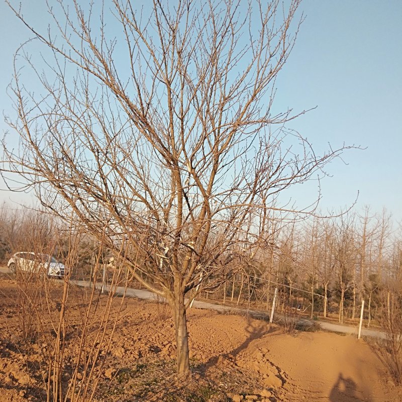 樱花，早樱，晚樱，山东樱花，