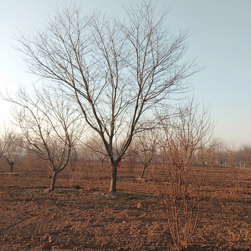 樱花，早樱，晚樱，山东樱花，
