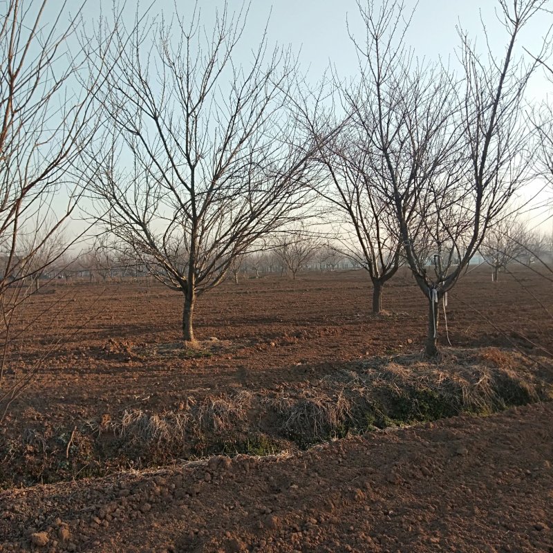 樱花，早樱，晚樱，山东樱花，