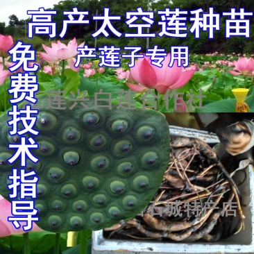 太空莲36号莲子种苗建宁广昌白莲湘莲莲子种苗