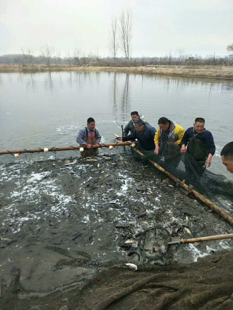 草鱼苗，花白鲢鱼苗