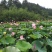 太空莲36号莲子种苗建宁广昌白莲湘莲莲子种苗