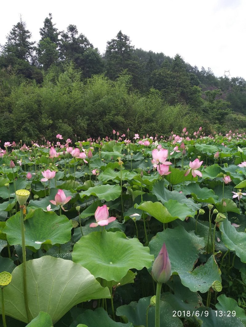 太空莲36号莲子种苗建宁广昌白莲湘莲莲子种苗