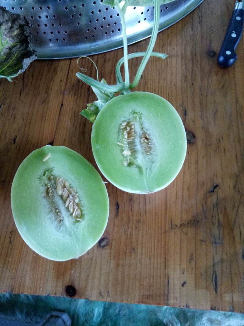 玉姑玉姑玉姑