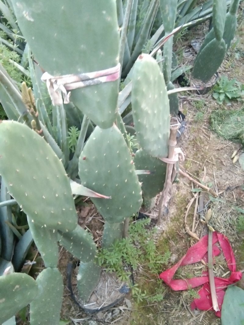 仙人掌