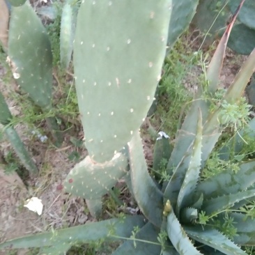 仙人掌