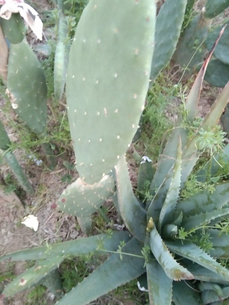 仙人掌