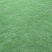 大叶油草+马尼拉