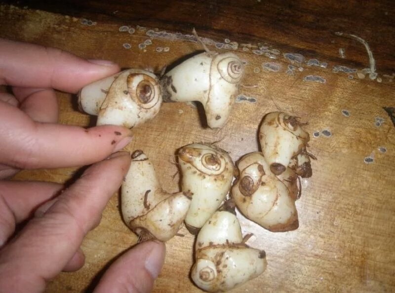 新鲜，白芨