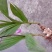 新鲜，白芨