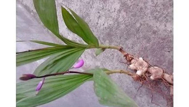 新鲜，白芨