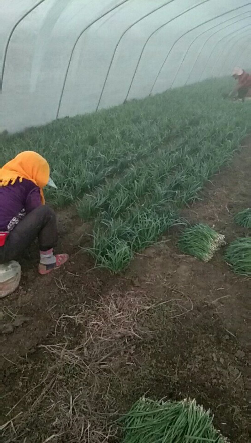 韭菜