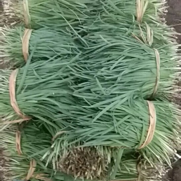 韭菜