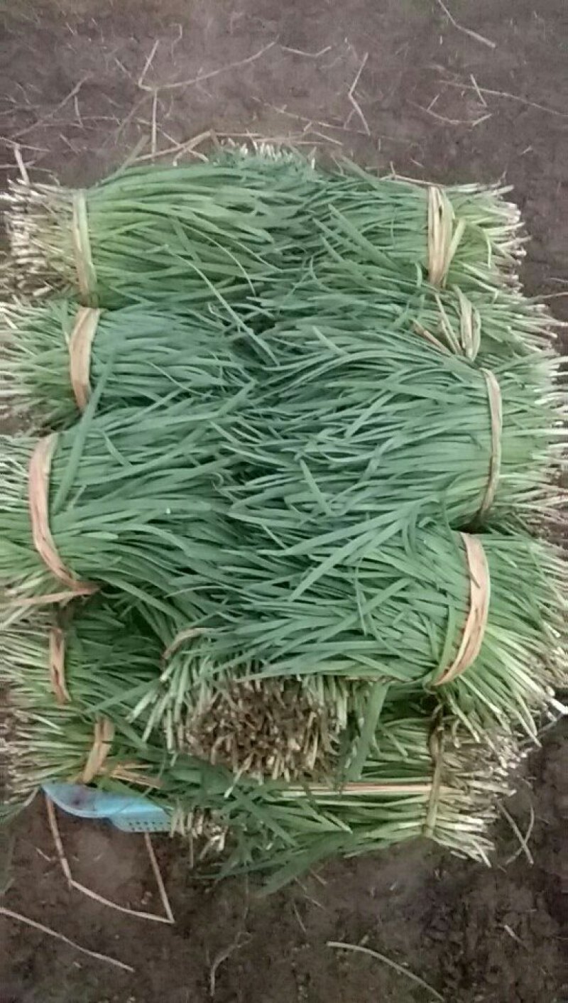 韭菜