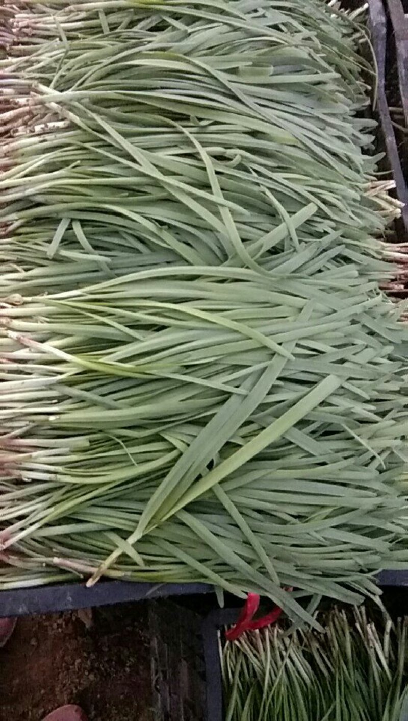 韭菜