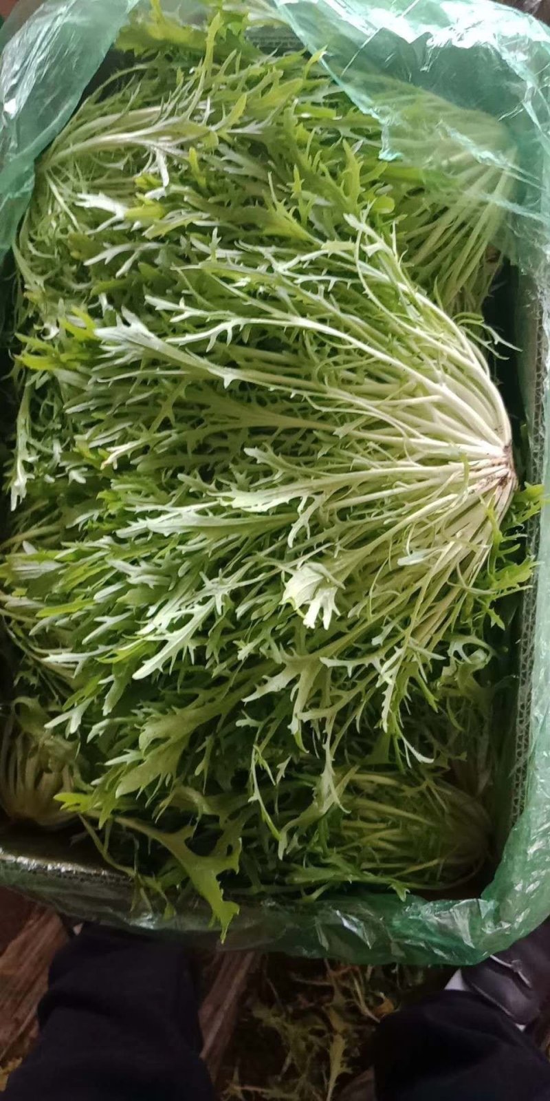 精品苦菊