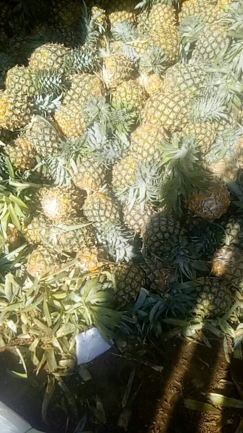 海南香水菠萝